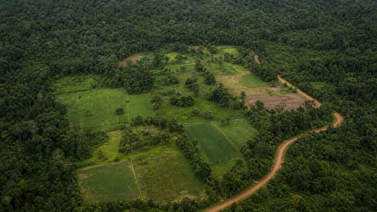 parcerias-ampliam-renda-e-reforcam-conservacao-em-areas-produtivas-da-amazonia