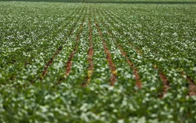 Agriculturagovernopublicapreosmnimosparasafradevero202627_0622001001784101315