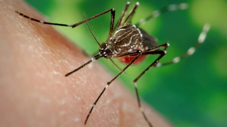 MinistriodaSadealertaparariscodeaumentodedengueechikungunyacomavanodoElNio_0970790001784882637
