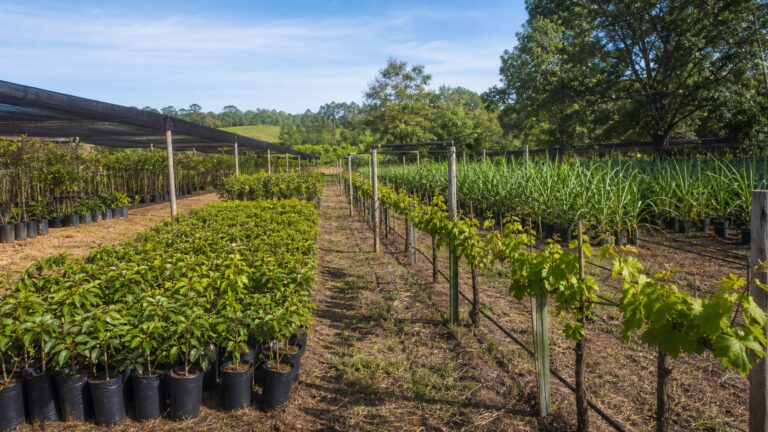 camara-aprova-projeto-que-amplia-protecao-de-cultivares-para-ate-25-anos