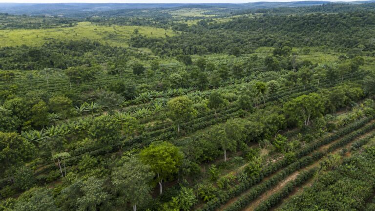 politica-para-sistemas-agroflorestais-avanca-em-comissao-da-camara