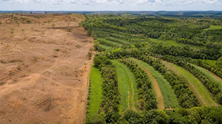 brasil-apresenta-meta-de-restaurar-163-mil-km-de-terras-degradadas-ate-2030