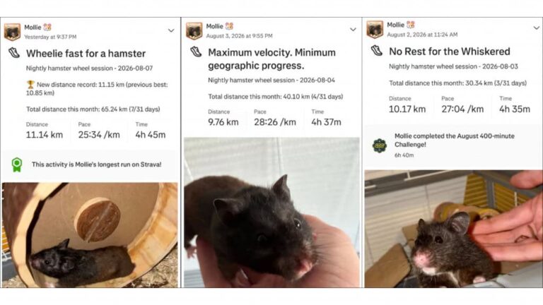 hamster-percorre-70-km-por-semana-em-rodinha-e-vira-celebridade-no-strava-2-1024x576-1
