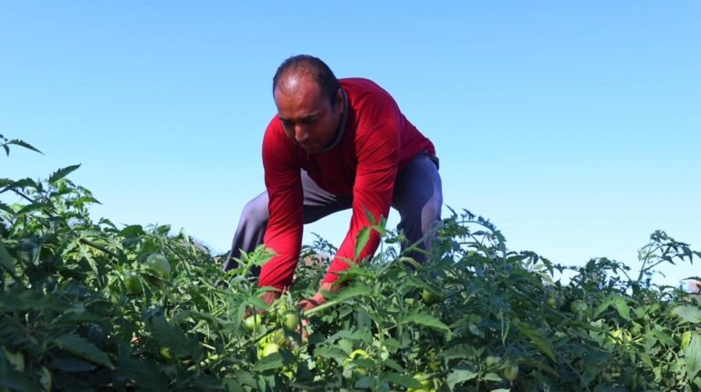 0LjXZhXy-Agricultura-familiar-hamilton-guilherme-soares-crba-07-2024