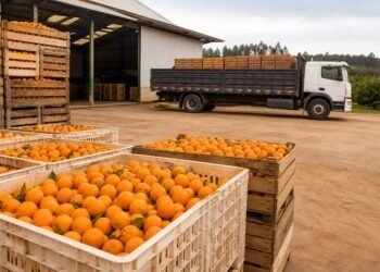 Conab marca leilões de apoio ao escoamento de laranja para quinta-feira
