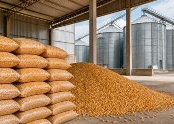 Portaria amplia para 260 mil toneladas compra de milho para o ProVB